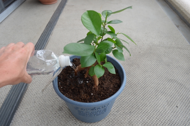 夏の高温を乗り切る！観葉植物のための水やりと暑さ対策テクニック