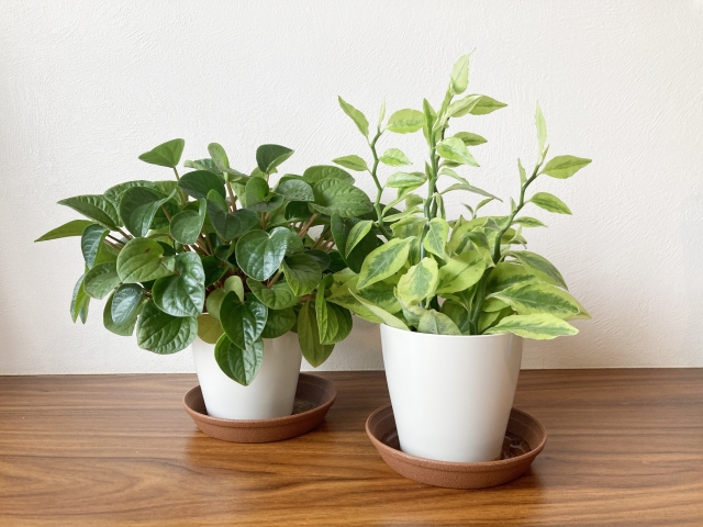観葉植物の葉の向きを整える！効果的な置き方とポイント