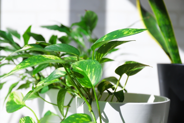 初心者におすすめの観葉植物って何？
