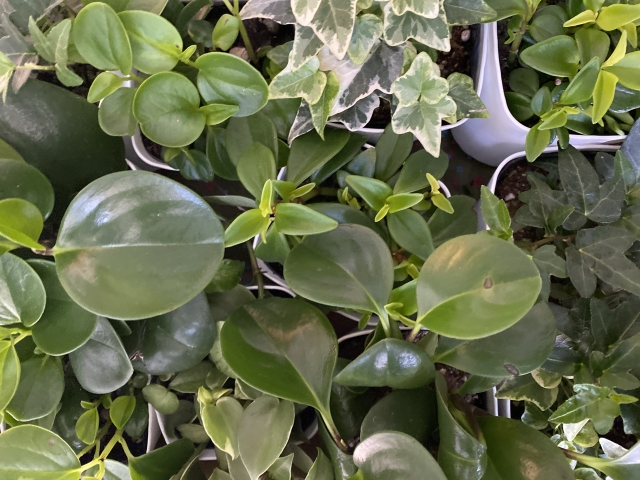 観葉植物を育てるのに最適な場所はどこ？