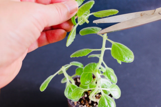 初心者必見！観葉植物の剪定に最適な時期とそのポイント