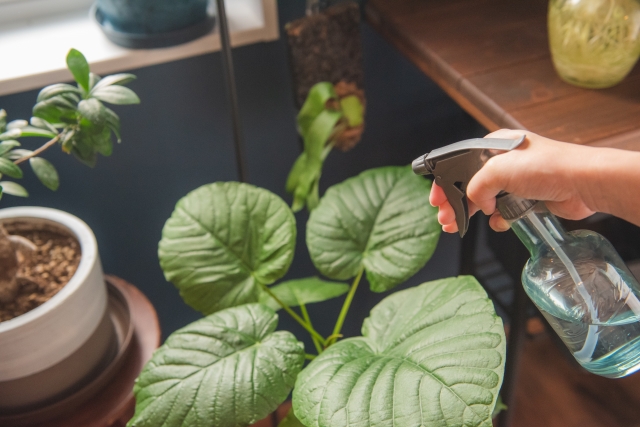 観葉植物の水やりの頻度は？